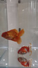 宠翰鱼盐鱼缸清洁盐观赏鱼水族盐海盐净化水质养鱼用品2斤 实拍图