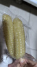 傣小瓜云南农科院拇指玉米手指小玉米儿童早餐即食低脂糯玉米真空包装 拇指玉米2斤 实拍图