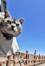 OSKV猫包外出便携宠物猫咪狗狗斜挎包猫书包单肩猫袋小型犬背包宠物包 单肩包/送垫子-米黄色 实拍图
