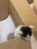 凯锐思猫粮幼猫1-4月奶糕离乳期孕期冻干鲜肉全价幼猫粮2斤 实拍图