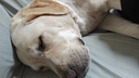 伯纳天纯专供款 中/大型犬全价幼犬宠物主粮羊肉蔓越莓味萨摩耶15kg/30斤 实拍图