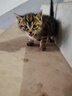 ROCCO&ROXIE幼猫咪奶瓶 PP耐高温硅胶奶嘴 狗狗猫咪新生宠物喂奶器 60ml瓶子 实拍图