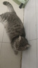LEGENDSANDY蓝氏全价猫粮成猫幼猫生骨肉冻干粮  猎鸟乳鸽6.18kg 实拍图