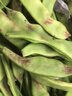 辰实【发顺丰】新鲜东北油豆角 九月青开锅烂蔬菜 应季现摘豆角 5斤 （优选） 实拍图