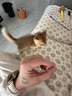 多特思（DOTUS）主食零食羊奶猫条8口味混合110支桶装进口新西兰羊奶 实拍图