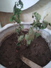 茉莉花苗盆栽带花苞九里香老桩花卉植物室内浓香四季开花好养 大份茉莉花【4-6颗】花苞饱满 实拍图