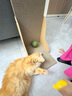hoopet猫玩具猫薄荷球自嗨解闷磨牙洁齿神器猫猫小猫逗猫棒宠物猫抓板猫咪用品大全超大啃咬逗猫球 10cm猫薄荷球  自嗨利器 实拍图