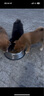 汪爸爸鲜肉无谷犬粮泰迪柯基比熊金毛小型犬中大型犬全价幼犬通用型狗粮 鲜肉幼犬粮1kg【单包装】 12月以下 实拍图