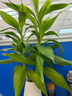 奥妙（OMO）除菌除螨洗衣液10.48斤（3KG+400G×2+480G×3）72h除菌 除菌除螨 实拍图