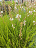 羚锐 壮骨麝香止痛膏10贴*25袋 祛风湿 活血止痛 用于风湿关节 肌肉痛 扭伤 实拍图