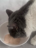 LEGENDSANDY蓝氏猫零食主食猫条烘焙猫粮成猫幼猫通用餐包湿粮尝鲜大礼包306g 实拍图