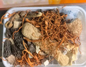 神农金康 羊肚菌汤包72g*5包 云南菌菇汤包 山珍干货 云南特产 煲汤材料 实拍图