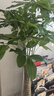 叹为观止 大型盆栽 单杆辫子发财树天堂鸟绿萝散尾葵办公室内开业乔迁礼品 单杆发财树1.7—1.9米【聚宝盆】 含盆 实拍图