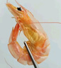 赶海弟 5XL超大九节虾干250g20-30只 即食烤虾大对虾仁干 零食海鲜干货 实拍图
