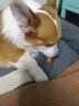 疯狂小狗宠物狗零食磨牙棒肉干肉条幼犬成犬训犬奖励 鸭肉缠雪梨100g*3 实拍图