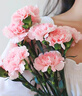 云南鲜花批发品质玫瑰百合水养鲜切花送女友生日礼物源头直发 粉色系洋桔梗200g 【任选2件—不收运費】 实拍图