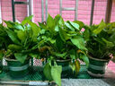 双盟绿萝盆栽除甲醛花卉绿植办公室新房净化空气180加仑4盆装源头直发 实拍图
