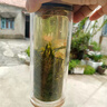 陈一凡抹茶玉露 可冷热泡茶绿茶原叶冷萃 办公室下午茶袋泡茶包12泡36克 实拍图