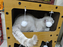 喵丽丝猫抓板板耐磨不掉屑猫咪猫爪板猫屋猫窝一体猫房子纸箱屋四季通用 【冲量款-三层】（多猫无忧） 实拍图