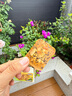 三只松鼠奇亚籽红枣山药椰子脆片400g 薄脆饼干宿舍健康解馋小吃下午茶 实拍图