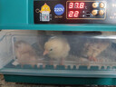 暖立方孵化器全自动家用孵化机鸡鸭鹅鸽子智能孵蛋器 30枚全自动单电 实拍图