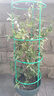 法国香水茉莉花苗冬季带花苞长青绿植花卉盆栽 黄茉莉爬藤植物耐寒花卉 法国香水中苗不含盆 含盆 实拍图