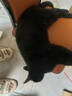 阿飞和巴弟猫粮E76益生菌全价冻干双拼猫粮成猫幼猫粮全阶段 8kg大包装 实拍图
