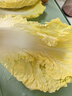 【高原夏菜】翡翠褶大白菜1.2kg 实拍图