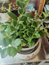 叹为观止18种吊兰任你选金边吊兰各种盆栽花卉客厅垂吊桌面植物净化空气 口红吊兰 含盆 实拍图