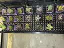 多肉组合盆栽阳台盆栽喜阳植物新手福利按图发货品种花卉好养 随机【20种不重复】20个彩方盆土 实拍图
