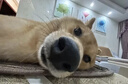 苏泉假发胶片生物双面胶假发贴男防水防汗织补发头皮专用配去胶剂54片 实拍图
