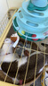 贵为（GiGwi）炫律发声小鸟+伸缩可替换逗猫棒2件套猫玩具宠物用品 实拍图