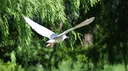 腾龙（Tamron）A067S 50-400mm F/4.5-6.3 Di III VC VXD防抖人像演唱会超长焦索尼全画幅镜头(索尼全幅E口） 实拍图