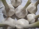 2025年山东新鲜嫩蒜头湿蒜现挖四六瓣白皮鲜蒜可腌制糖醋蒜腊八蒜 苍山白皮鲜蒜 500g 实拍图