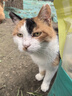 伟嘉猫粮成猫全价猫粮亮毛均衡营养10kg海洋鱼味夹心粮【原料透明】 实拍图