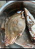 至鲜 梭子蟹2.6斤/6-8只整只当季液氮冷冻梭子蟹3-5两/只吕四黄海海鲜螃蟹新鲜 实拍图