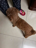 宝路狗粮全犬种通用全价粮成犬狗粮中小型犬牛肉味7.5kg【原料透明】 实拍图
