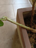 茉莉花苗盆栽带花苞九里香老桩花卉植物室内浓香四季开花好养 大份茉莉花【4-6颗】花苞饱满 实拍图