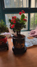 开时果 铁海棠盆栽带花发货 虎刺梅四季开花卉植物盆景绿植源头直发包邮 【铁海棠】旭日东升盆+圆底托 实拍图