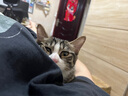 欢宠网猫奶瓶猫咪宠物幼猫幼犬喂奶神器奶嘴喂水喂药器猫咪狗狗小猫小狗 实拍图
