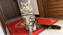 卫仕猫多维240片定制猫用复合维生素片维生素b美毛宠物营养猫咪维生素 实拍图