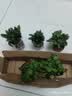 铜钱草水培植物大叶水栽鱼缸水养绿植金钱草小水草客厅室内外花卉 薄荷盆栽（3盆） 实拍图