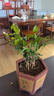 重瓣茉莉花盆栽浓香型南方四季开花带盆驱蚊绿植花卉室内阳台庭院 茉莉5~6棵带花苞发货【不含盆】 实拍图