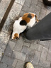 海乐妙猫咪体内驱虫药0.5-2kg（三片装）幼猫防治寄生虫宠物驱虫 实拍图
