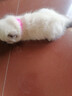 养只宠物（YOUNGER PET）猫咪狗狗脖圈跳蚤圈体外驱用品宠物狗猫咪项圈猫狗跳蚤虱子用品 猫用项圈【长27CM】（2个装） 猫用 实拍图