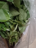 荆芥菜新鲜河南大叶荆芥叶菜调味凉拌菜茎芥鲜嫩现挖现发带根 新鲜现挖荆芥  【 2斤】 实拍图