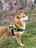 愛肯拿（ACANA）狗粮 全价通用 幼犬成犬牧场盛宴无谷高蛋白犬粮2kg 效期26/2 实拍图