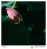 腾龙（Tamron）A047Z 70-300mm F/4.5-6.3 Di III RXD远摄长焦变焦 体育动物 尼康全画幅微单镜头(尼康Z卡口) 实拍图