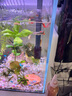 尼特利 NETLEA过滤桶小型外挂鱼缸过滤器壁挂式水族养鱼龟缸除油膜鱼缸过滤系统 2号壁挂草缸版【内含滤材】 实拍图