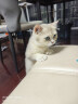 茨格曼猫梳子梳毛刷猫咪去浮毛猫毛清理器除毛器针梳狗狗梳子宠物用品 实拍图